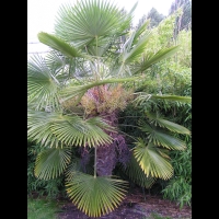 Palmier chanvre de Chine - Trachycarpus fortunei (fam Palmaees) (centre de la Chine) (01)